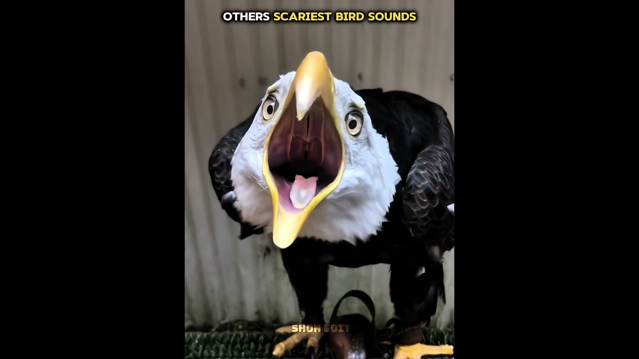Terrifying Bird Sounds Compared: Is This the Scariest? 🦅