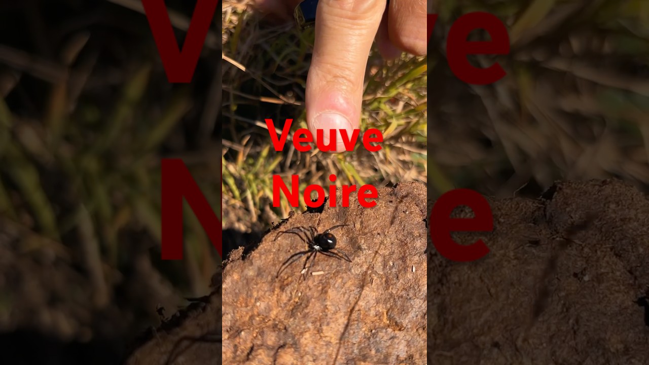 Une magnifique araignée : la veuve noire du Nord #wildlifebiologist #animaux #quebec #araignée