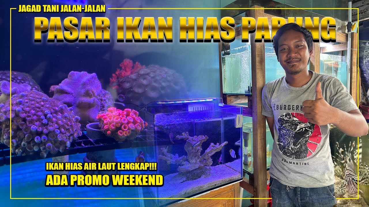 Harga Ikan Hias Laut di Pasar Parung Bogor 🐟