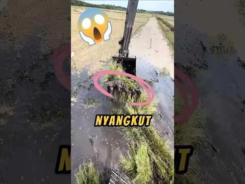 Kamu Berani Kerja Disini❓😱 #videoshorts #buaya #kerja