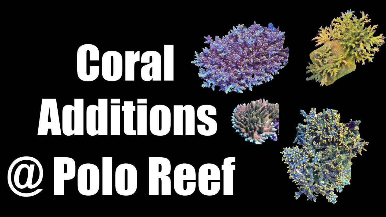 New Unique Corals Added to 17,000-Gallon Reef 🐠