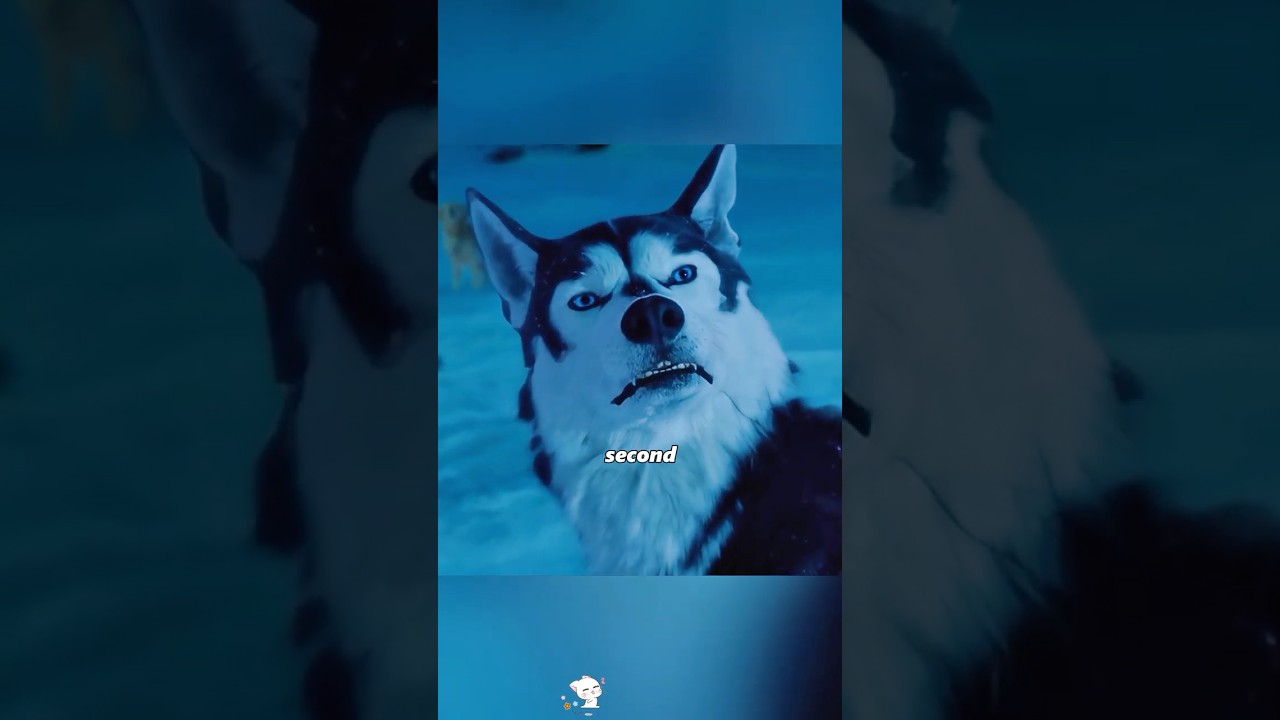 Brave Dog Challenges Water-Hogging Husky 🐶
