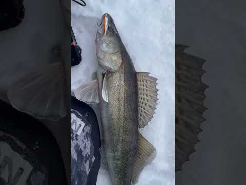 Судак клюет 👌 #рыбалка #fishing #spinningistlife #zander #судак #зима #зимняярыбалка #балансир