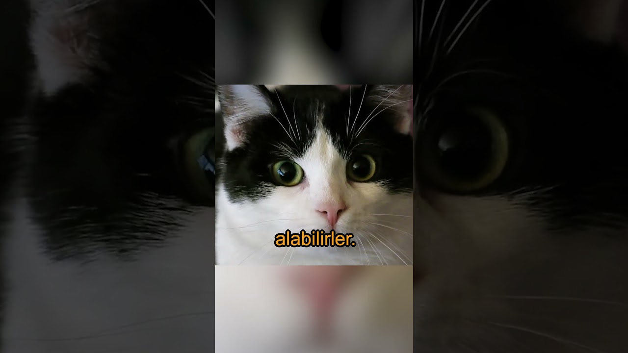 Kedilerin Gözleri Neden Böyle Görünür? 🤔