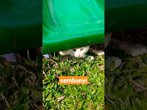 sembunyi #shorts #viral #youtubeshorts #kucingsembunyi #sembunyi #cute #cat #cats