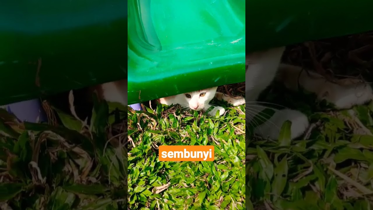 Kucing Sembunyi yang Menggemaskan π±
