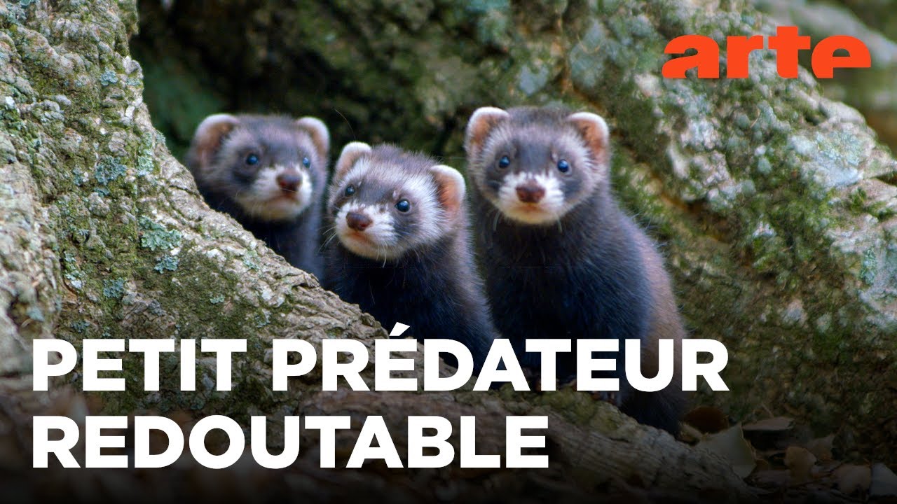 Putois d'Europe, un chasseur infatigable 🦨