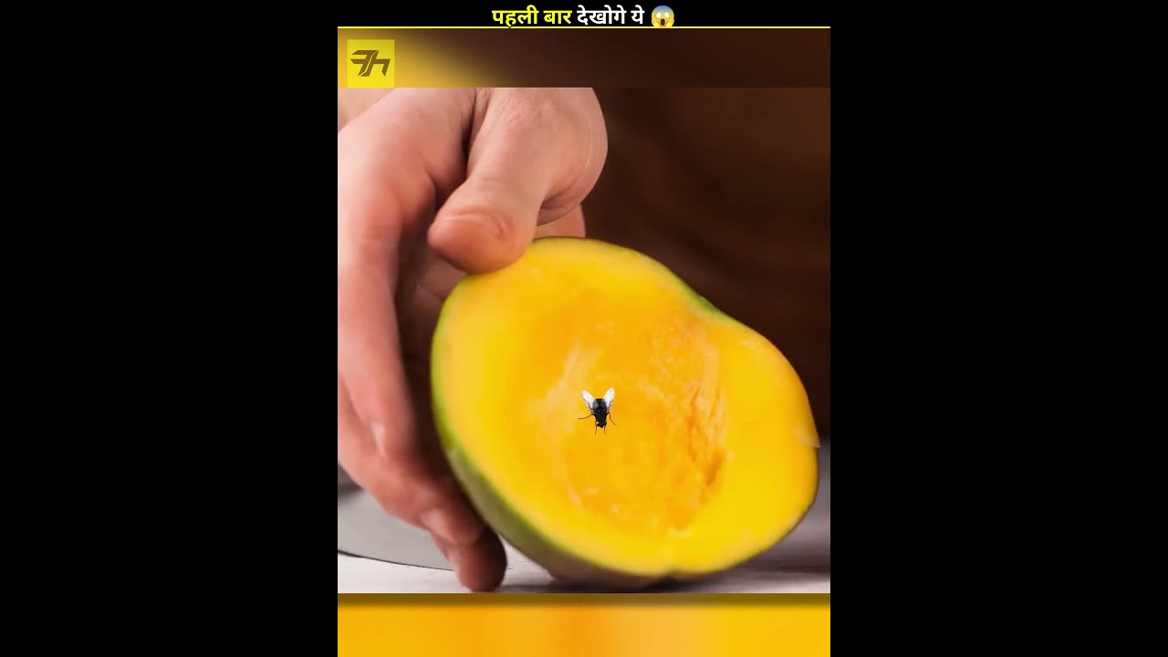 How Flies Feed on Your Food 🪰