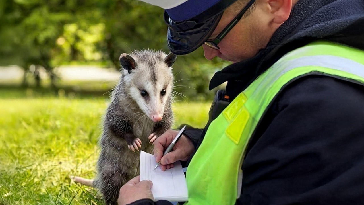 When Animals Face Off With the Police for the First Time Ever! 😂