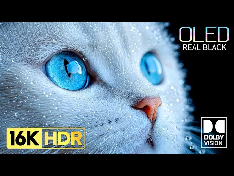REAL OLED TEST Demo | 16K HDR 120 FPS | Dolby Vision