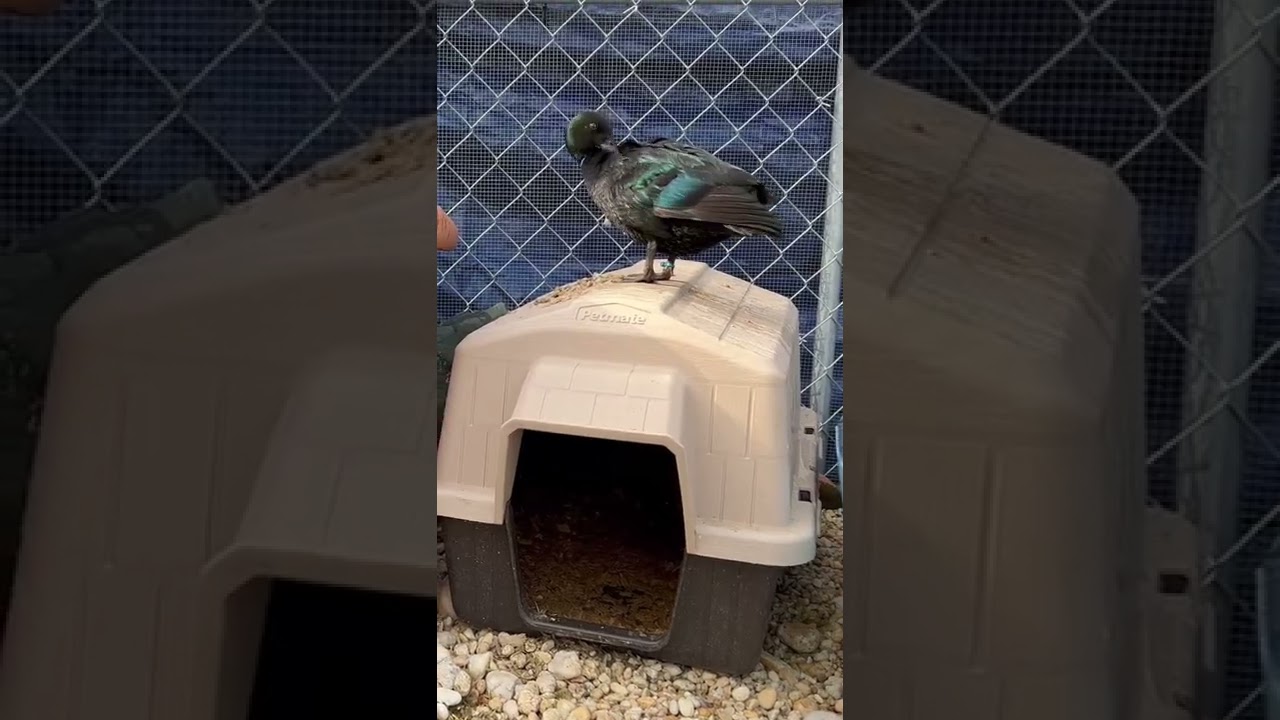 Duck Pen Makeover 🦆