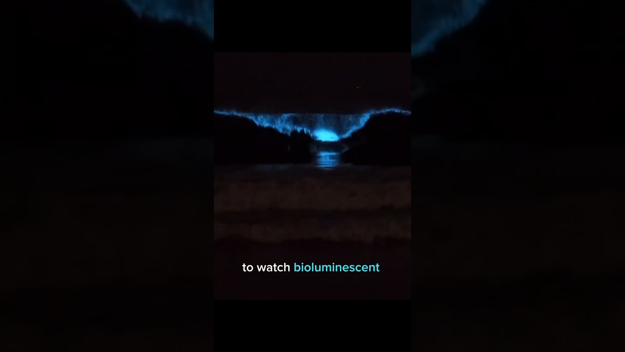 Sea Sparkle: Bioluminescent Plankton in Guernsey ✨