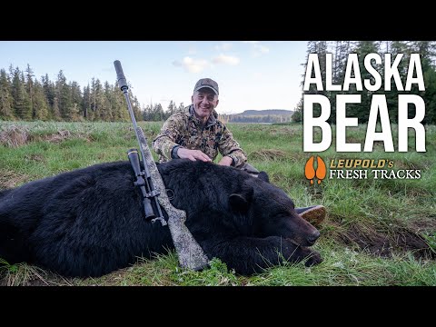 BIG Alaskan Bruin DOWN! | Alaska Bear #FreshTracks