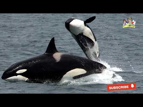 Killer Whale Facts: Ocean's Top Predator 🐋