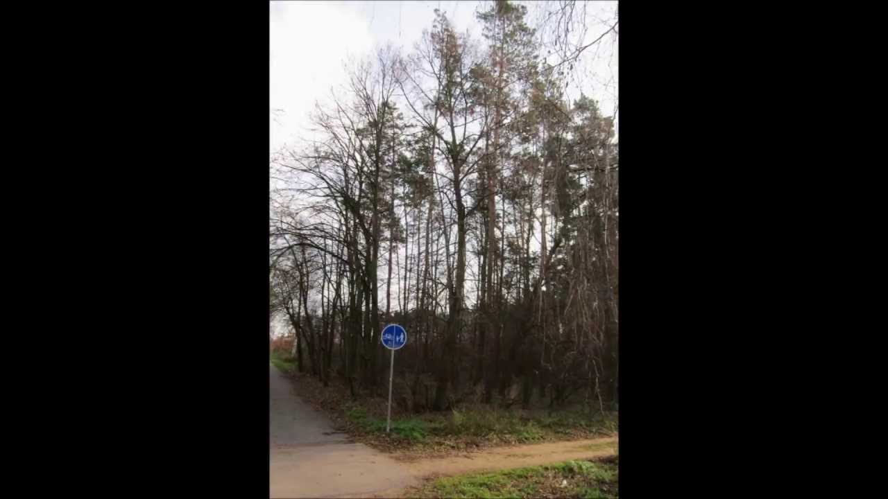 Fenologie Lípy v Dubňanech: Časosběrné video od září 2012 do června 2013 🌳