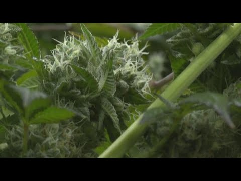 Oregon's Pot Supply Surpasses Demand 🌿