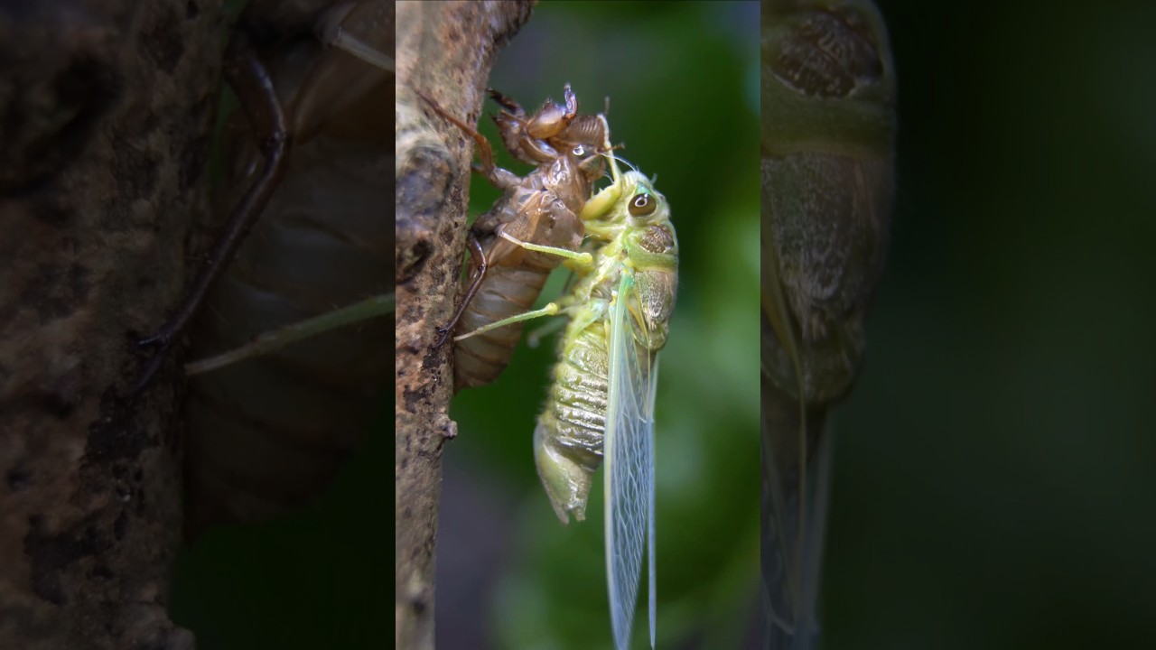The process of emerging from the cocoon of a cicada #insects #nature  #cicada #cicadas