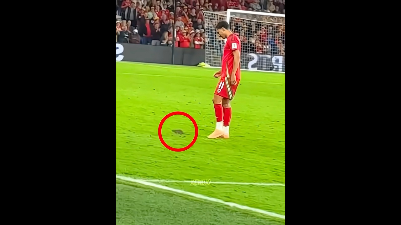 Unbelievable Animal Moment in Football! 🐾