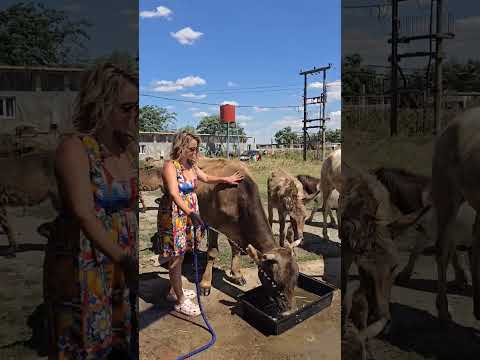 Muuuuu....ltă apă bea vaca! între 50 -120litri #amaliabellantoni #romania #fermier