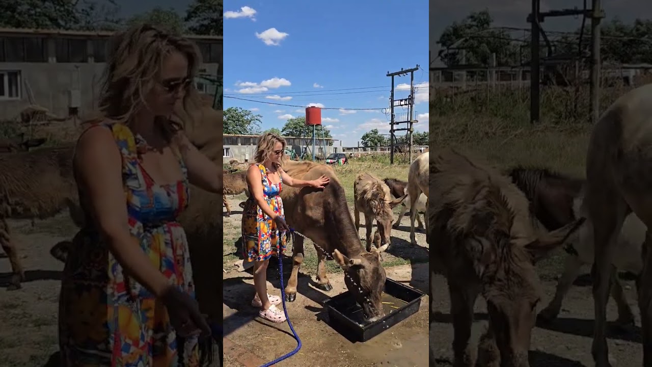 Câtă Apă Bea O Vacă? Descoperă Surpriza! 🐄