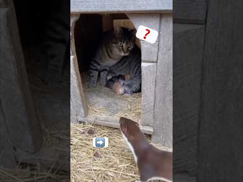 MOTHER CAT VS WEASEL 🐱⚡️🦦 (REAL INSTINCT)