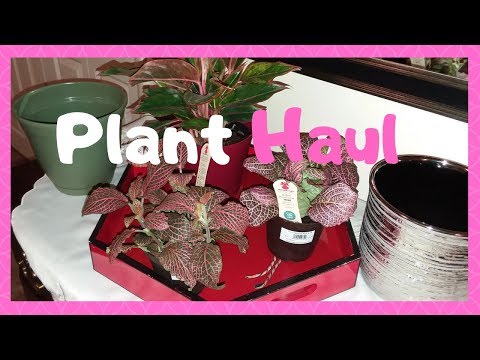 MARCH PLANT HAUL | PLANTERS FOR PLANTS | HAUL (2019)