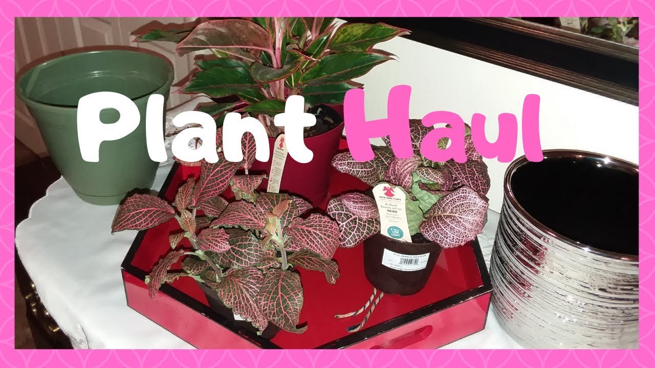 March Plant Haul 🌿 | Gorgeous House Plants & Stylish Planters for Your Home