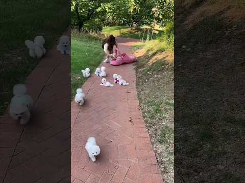 teacup dog breeds / teacup puppies 🐕 mini wood toy art / hand craft #shorts #dog #toys #cute #puppy