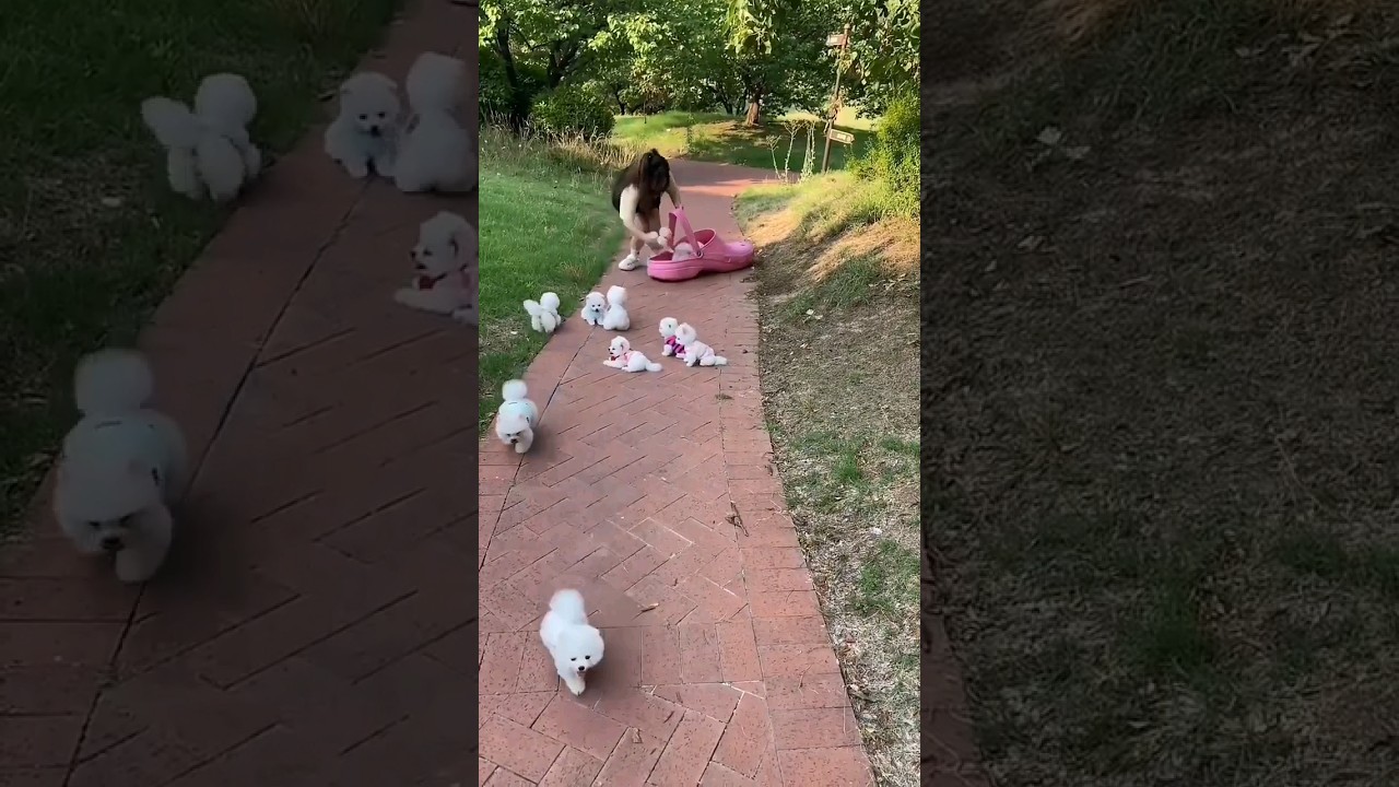 Adorable Teacup Dog Breeds & Miniature Puppy Playtime 🐶