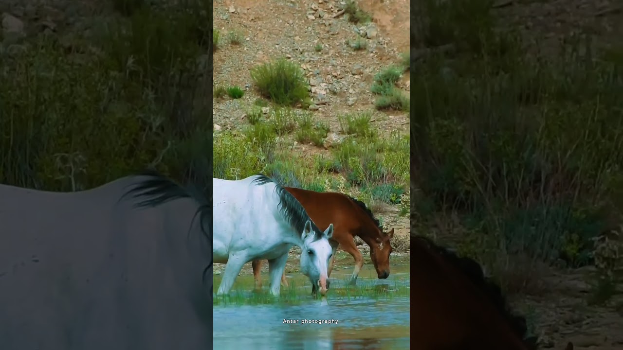 Wild Spirits of Khenchela 🐎