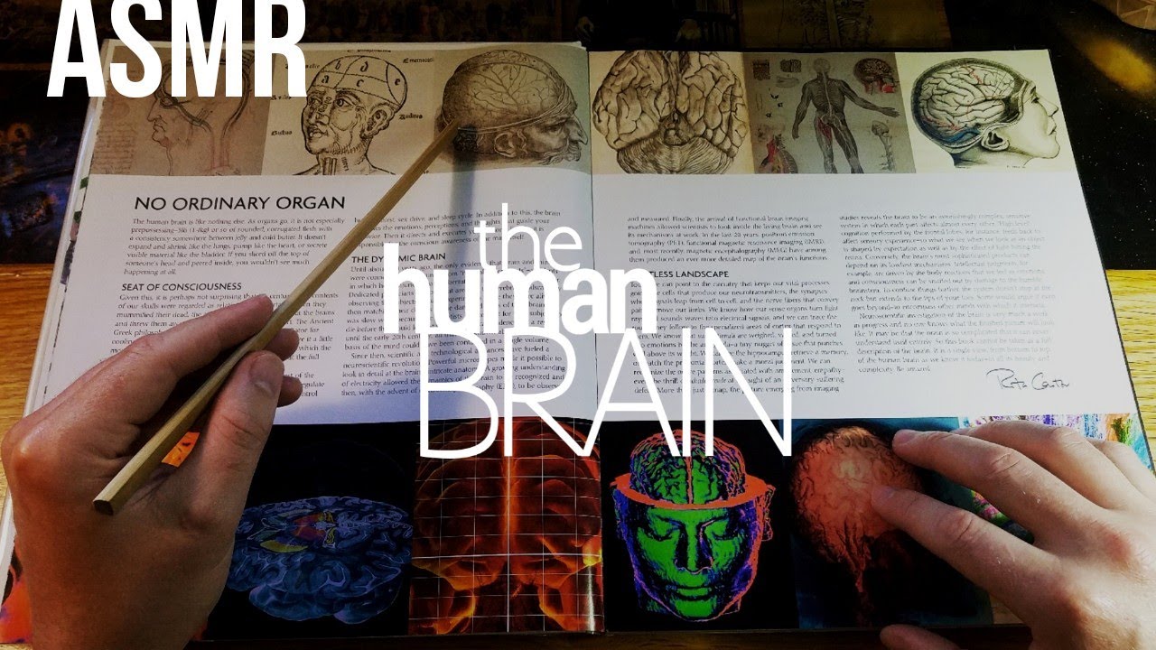 The Human Brain (Part 1): A Brief History 🧠