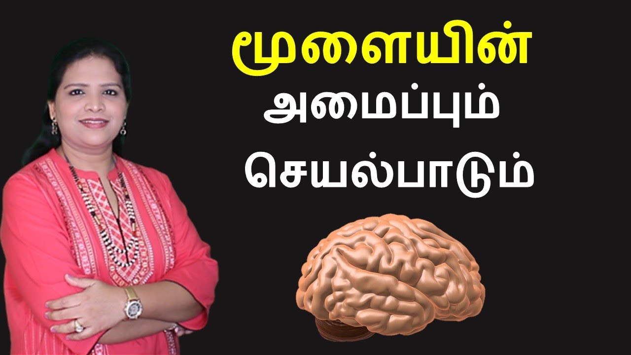 Human Brain Parts & Functions in Tamil 🧠