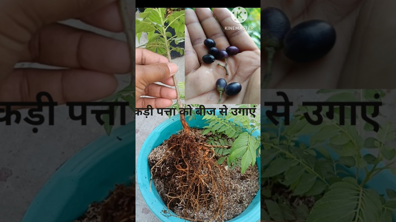 कड़ी पत्ता और गुलाब की खेती का आसान तरीका 🌿 | बीज से उगाने और कटिंग से पौधे तैयार करने का तरीका