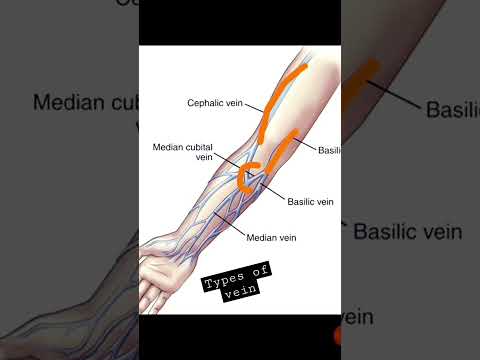 Types of vein - shorts info