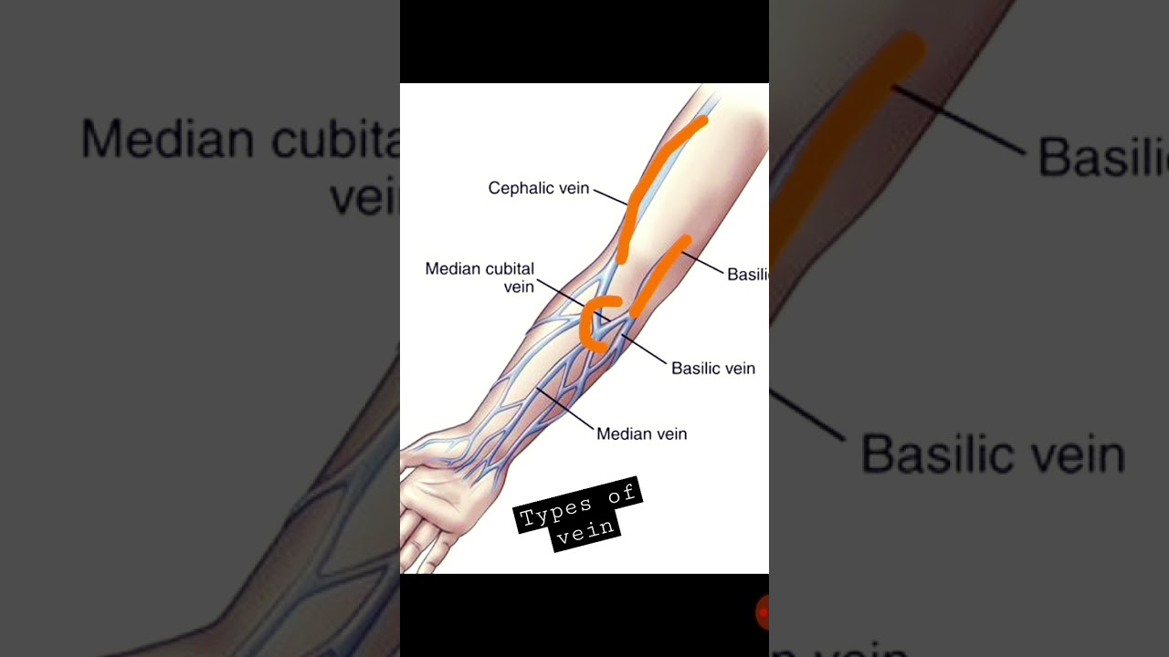 Types of Veins Explained in Short 🩸