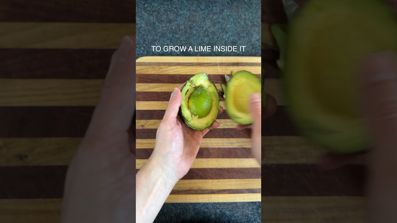 GMO Avocado Controversy 🌱