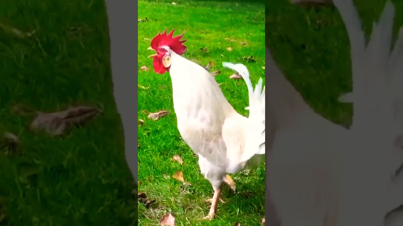 Morning Rooster Crowing 🐓