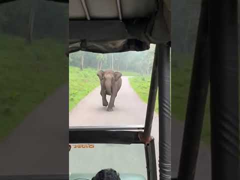 Kabini Elephant Attack During Jeep Safari #kabini #nagarhole #nagarholenationalpark #elephant