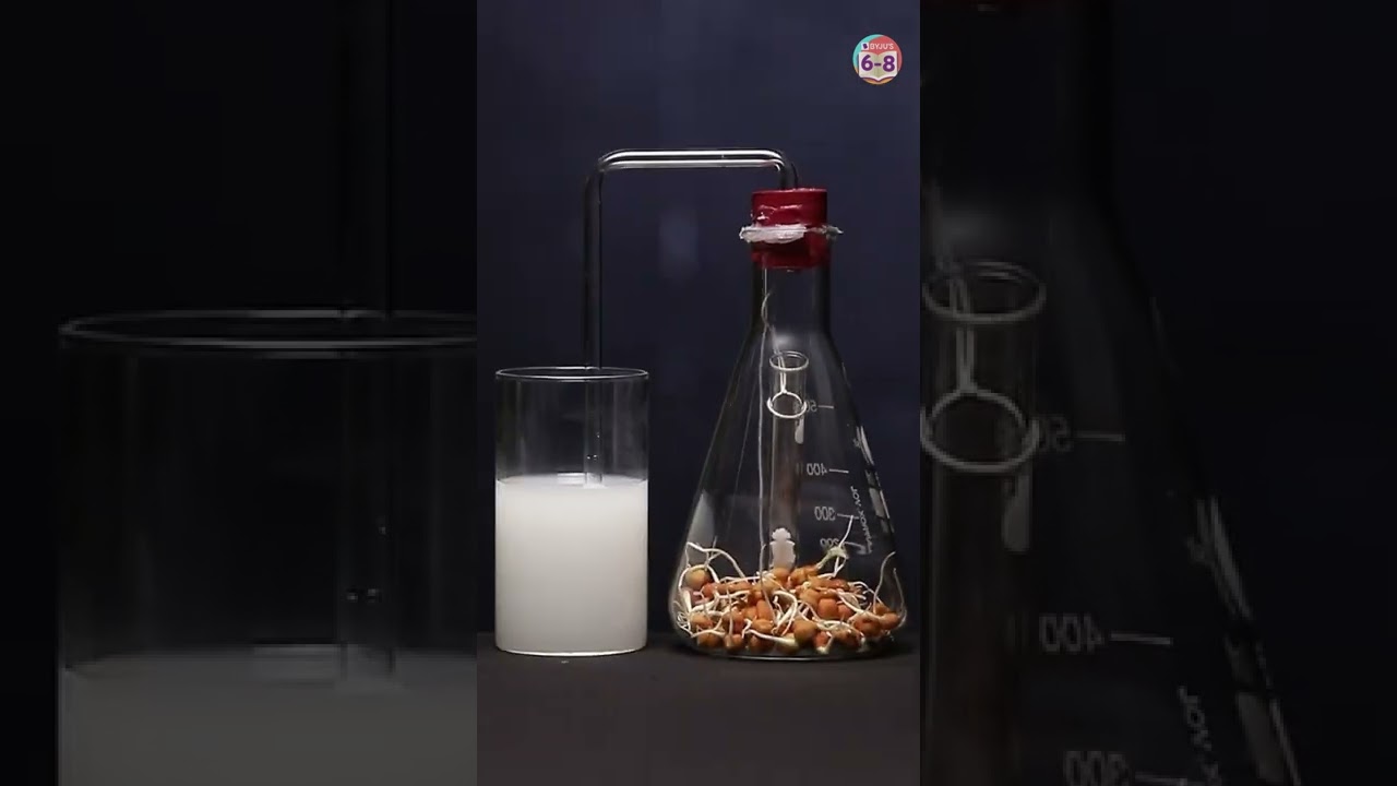 Do Germinating Seeds Respire? 🌱