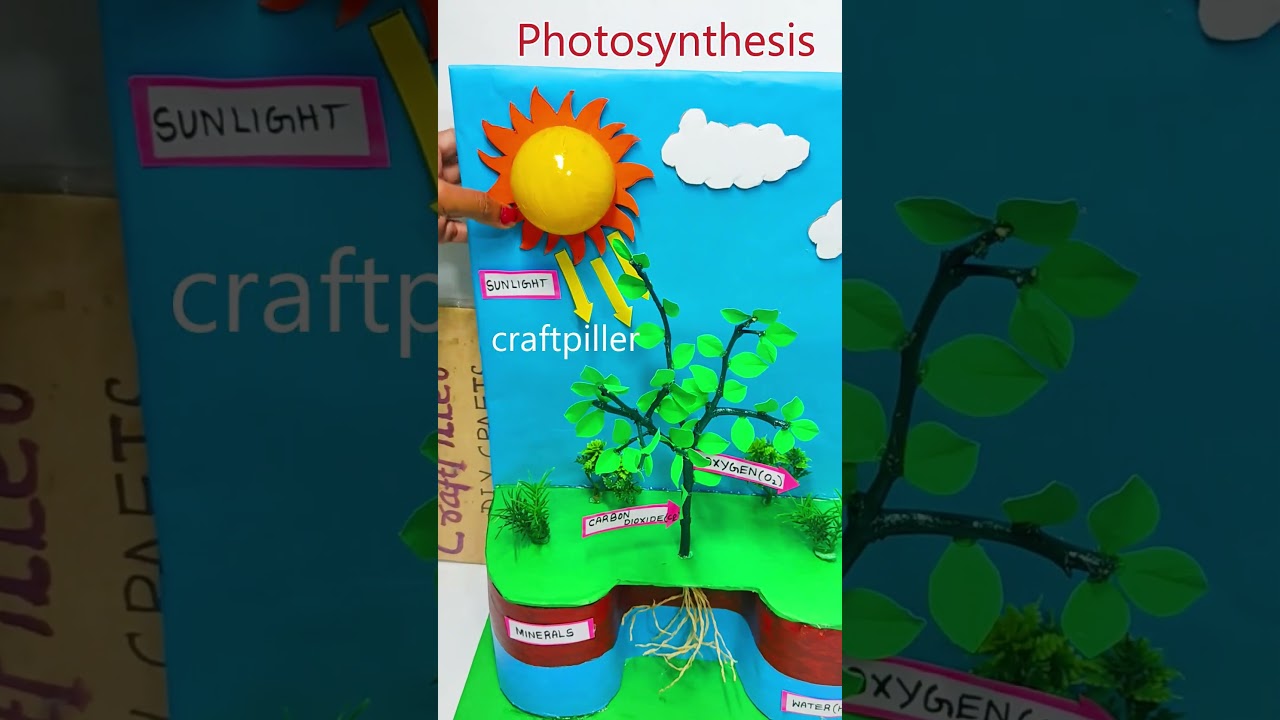 DIY Photosynthesis Model for Science Exhibition ๐ฟ
