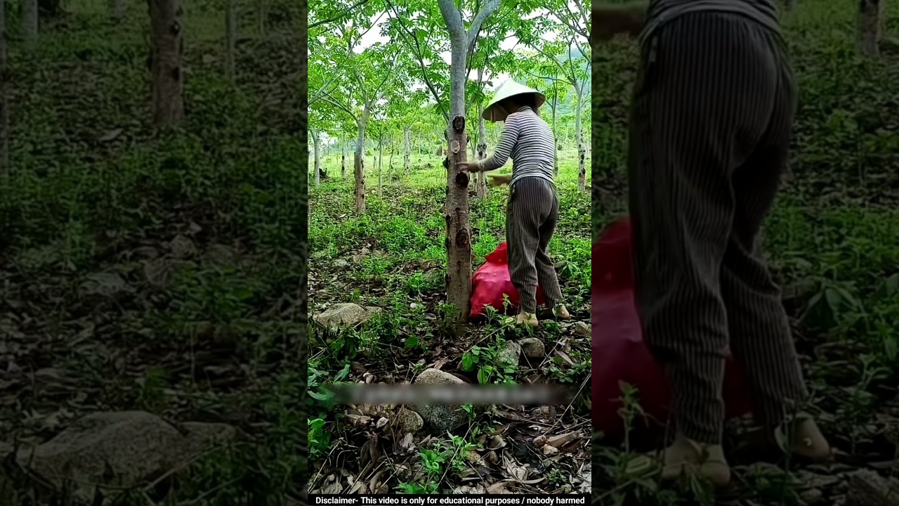 वियतनाम में पेड़ों से गोंद निकालने का तरीका 😯