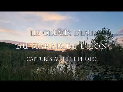 Secrets d’oiseaux d’eau rares révélés par un piège 📷