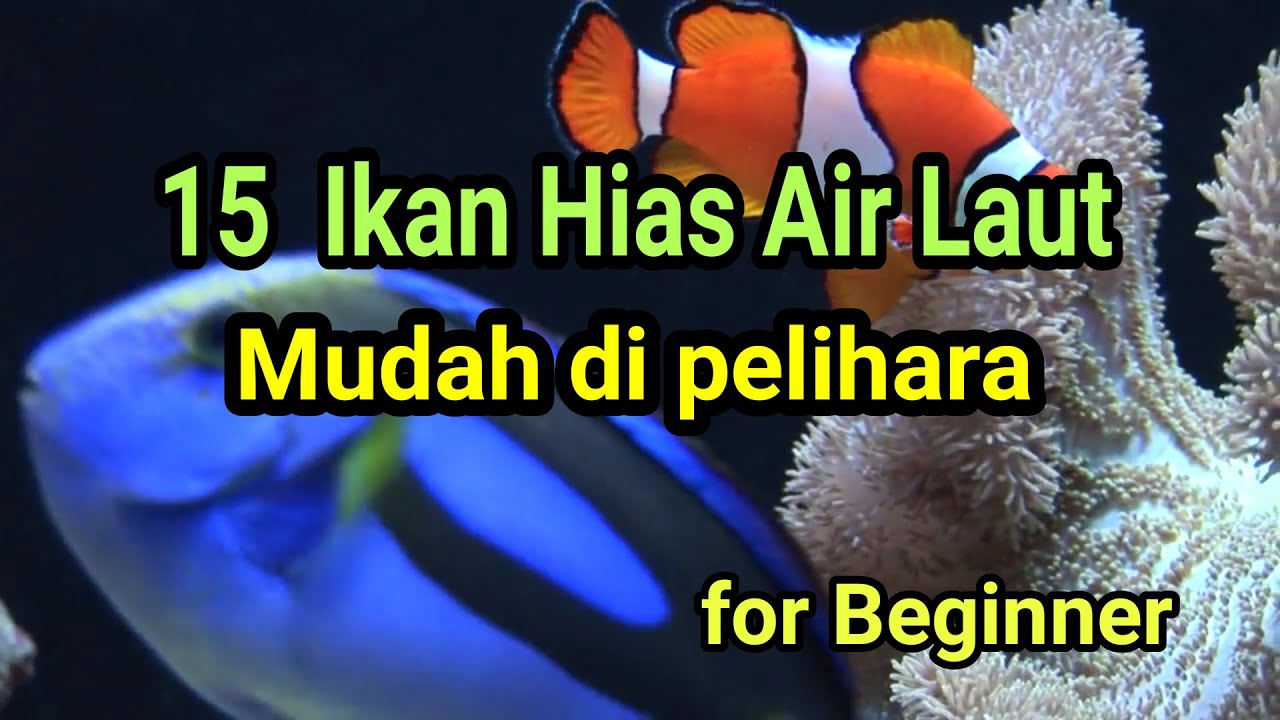 15 Ikan Hias Laut Mudah Dipelihara 🐠