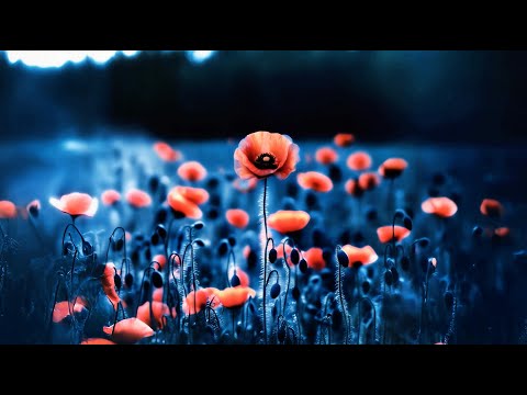 03 - Dizzy DROS - Borderline (TPS)