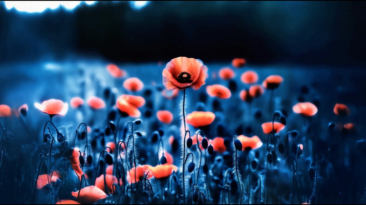 03 Dizzy DROS Unveils 'Borderline' from New EP 'TPS' 🎶