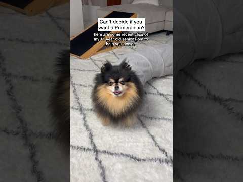 Some things you should know before getting a Pomeranian π #dog #pomeranian