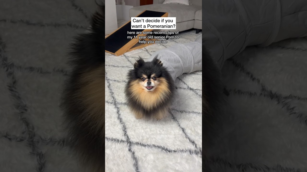 Essential Tips Every Pomeranian Owner Should Know πΎ