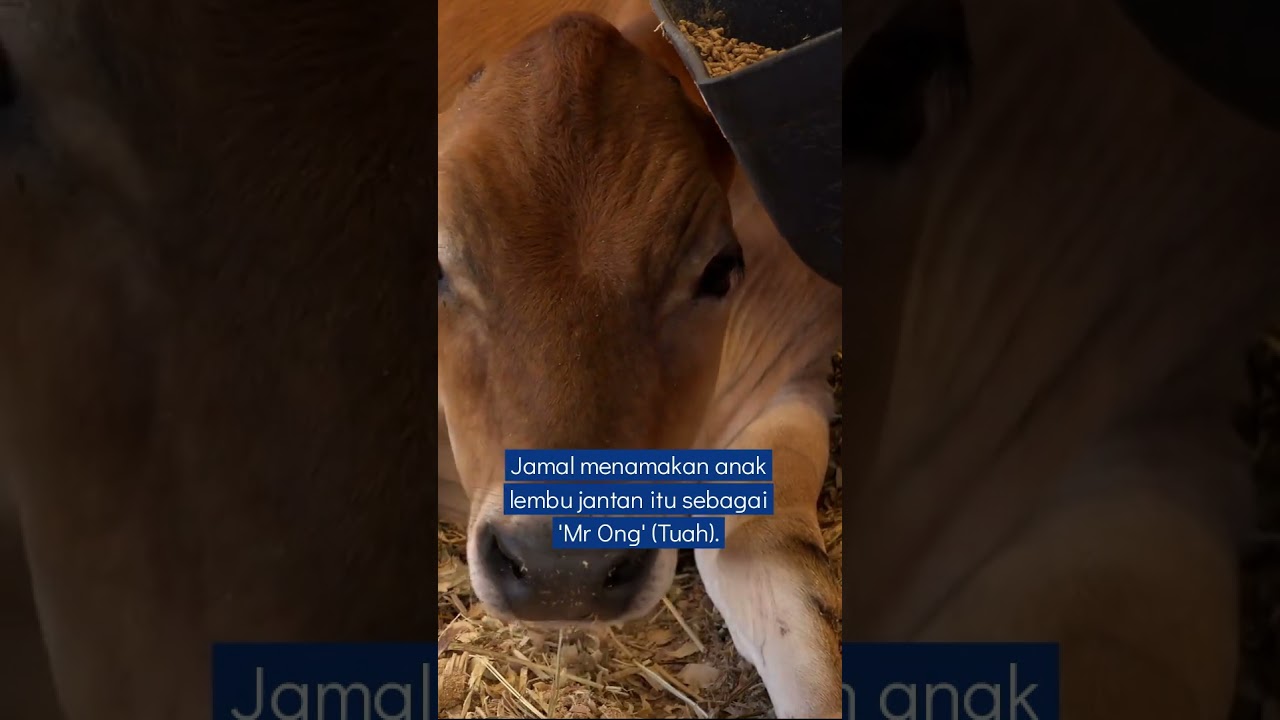 Jamal Berusaha Pastikan 'Mr Ong' Terus Hidup 📰