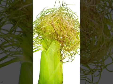 Les Bienfaits des Barbes de Maïs#feuilles #naturopathie #astuces #mais #bienfaits