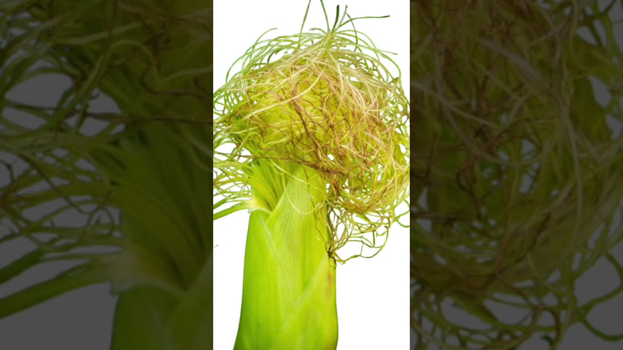 Découvrez les Bienfaits Surprenants des Barbes de Maïs 🌽